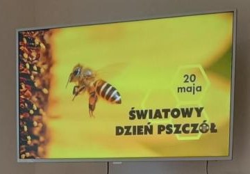 Światowy Dzień Pszczół 🐝🍯 - 20 maja 🌼🍯